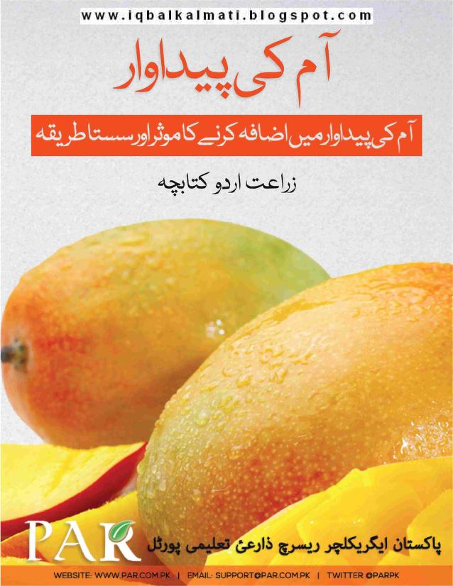 آم کی پیداوار