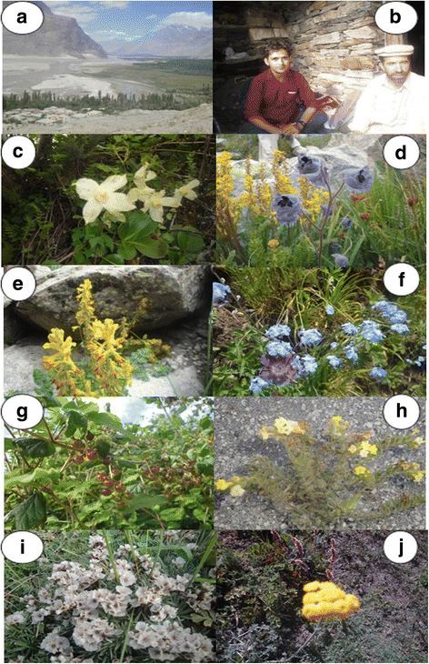 Medicinal Plants Of Turmic Valley Pakistan